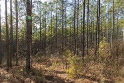 Lightning Ridge Tract 32