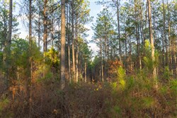 Lightning Ridge Tract 33