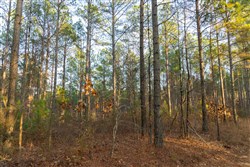 Lightning Ridge Tract 33