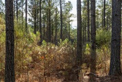 Lightning Ridge Tract 35