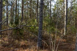 Lightning Ridge Tract 35