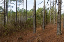 Lightning Ridge Tract 36