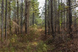 Lightning Ridge Tract 37