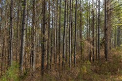 Lightning Ridge Tract 37