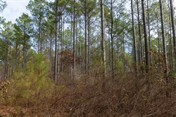 Lightning Ridge Tract 38