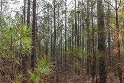 Lightning Ridge Tract 38