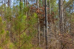 Lightning Ridge Tract 38