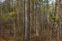 Lightning Ridge Tract 39