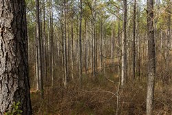 Lightning Ridge Tract 39