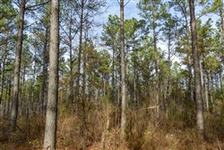 Lightning Ridge Tract 40