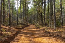 Lightning Ridge Tract 41