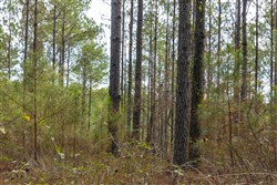 Lightning Ridge Tract 41