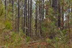 Lightning Ridge Tract 41