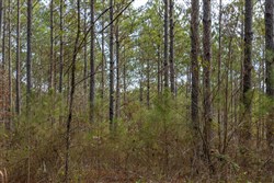 Lightning Ridge Tract 41