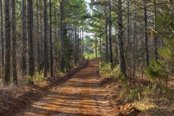 Lightning Ridge Tract 42