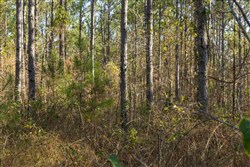 Lightning Ridge Tract 42