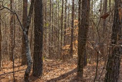 Lightning Ridge Tract 42