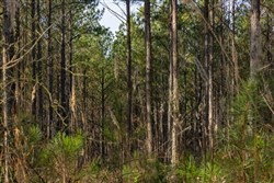 Lightning Ridge Tract 43