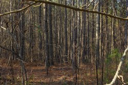 Lightning Ridge Tract 43