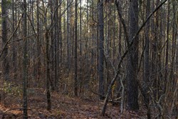 Lightning Ridge Tract 44