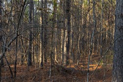 Lightning Ridge Tract 44