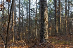 Lightning Ridge Tract 45