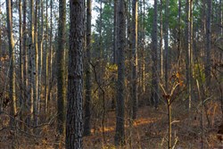 Lightning Ridge Tract 45