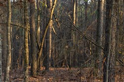 Lightning Ridge Tract 45