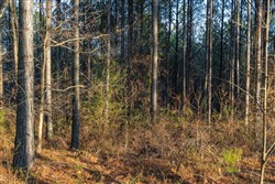 Lightning Ridge Tract 46