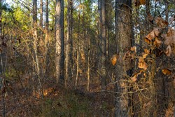 Lightning Ridge Tract 46