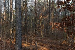 Lightning Ridge Tract 46