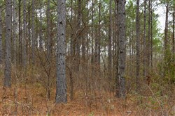 Lightning Ridge Tract 47