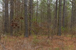 Lightning Ridge Tract 47