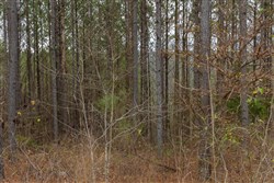 Lightning Ridge Tract 47