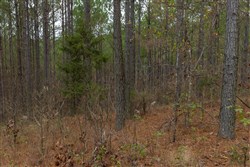 Lightning Ridge Tract 48