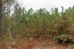 Lightning Ridge Tract 48