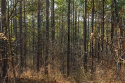 Lightning Ridge Tract 50