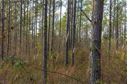 Lightning Ridge Tract 51