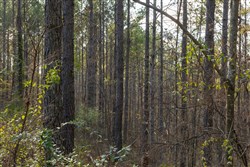 Lightning Ridge Tract 51