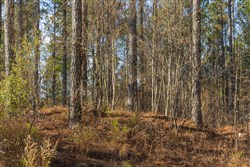 Lightning Ridge Tract 52