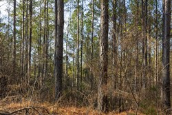 Lightning Ridge Tract 52