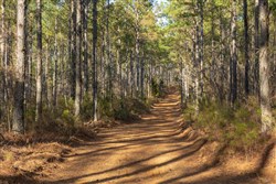 Lightning Ridge Tract 52