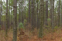 Lightning Ridge Tract 53