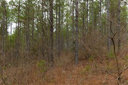 Lightning Ridge Tract 53