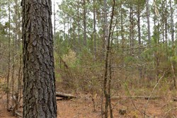 Lightning Ridge Tract 53