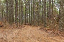 Lightning Ridge Tract 54