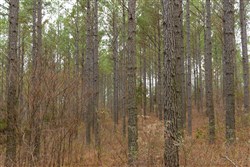 Lightning Ridge Tract 54