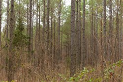 Lightning Ridge Tract 54