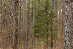 Lightning Ridge Tract 54