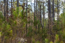 Lightning Ridge Tract 55